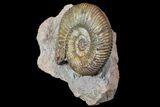 Parkinsonia Ammonite - Sengenthal, Germany #77956-1